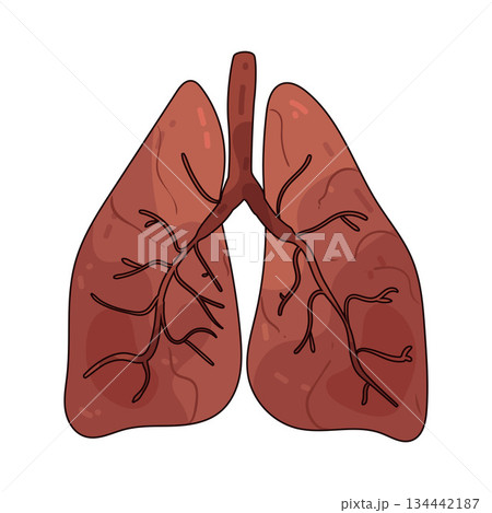 illustration of Lungs 134442187