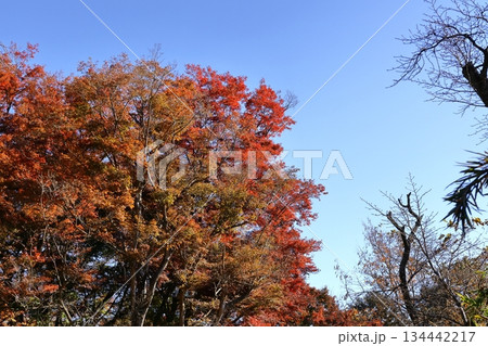 燃える秋 134442217