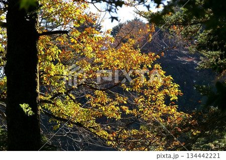 燃える秋 燃える秋 134442221