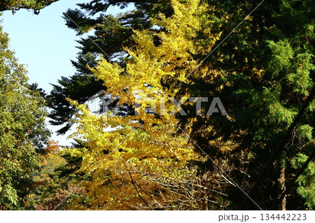 燃える秋 134442223