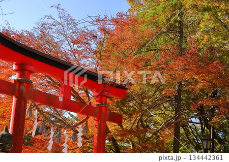 燃える秋 134442361