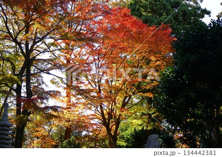燃える秋 134442381