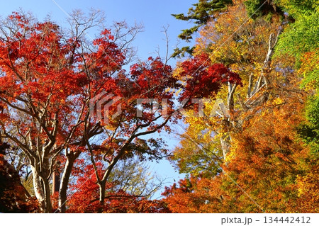 燃える秋 134442412