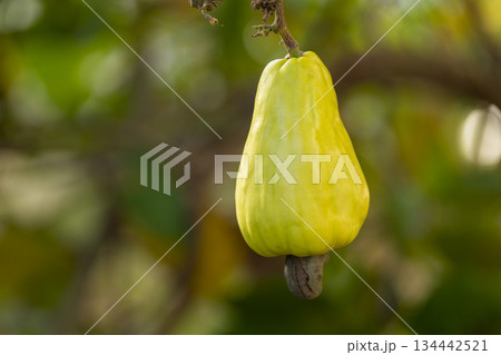 Close up of a ripe yellow cashew fruit (Anacardium occidentale) hanging on the tree in the garden 134442521