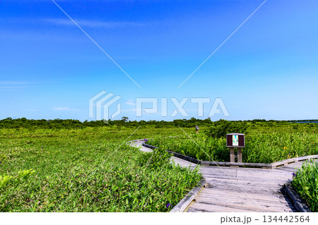 サロベツ原野を歩く 134442564