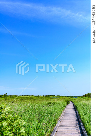 サロベツ原野を歩く 134442565