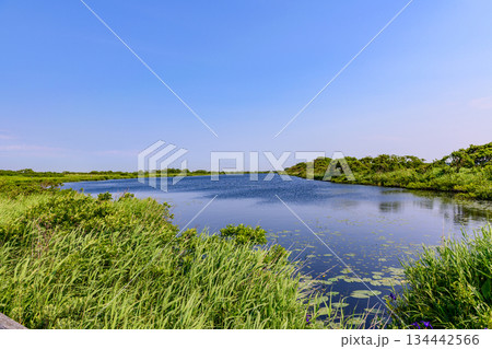 サロベツ原野を歩く 134442566