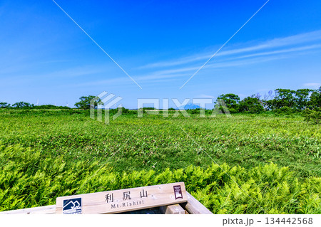 サロベツ原野を歩く サロベツ原野を歩く 134442568