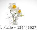 水中の水仙 134443027