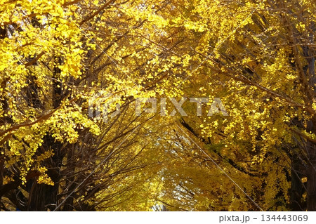 燃える秋 134443069