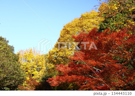 燃える秋 134443110