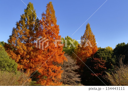 燃える秋 燃える秋 134443111