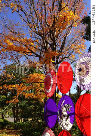 燃える秋 134443165