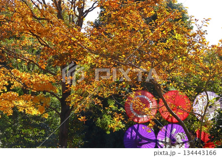 燃える秋 134443166