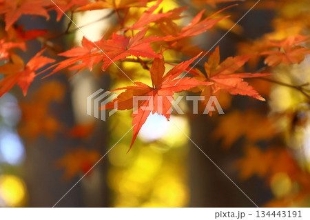 燃える秋 134443191