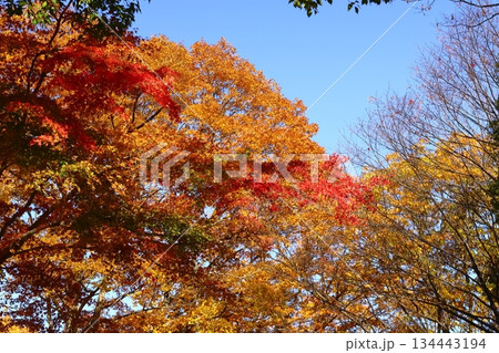 燃える秋 134443194