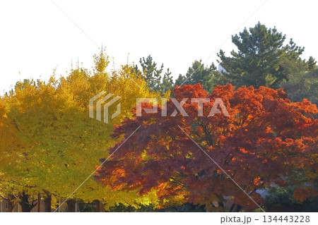 燃える秋 燃える秋 134443228