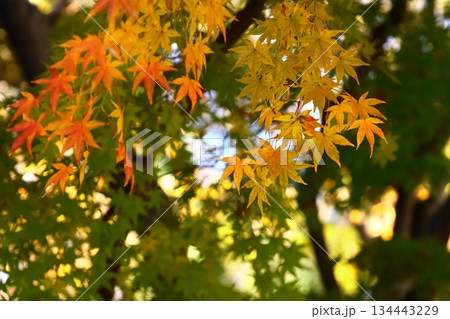 燃える秋 134443229