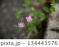 路上の小さな花 134443576