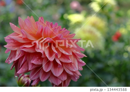 色鮮やかな大輪 134443588