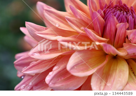 色鮮やかな大輪 134443589