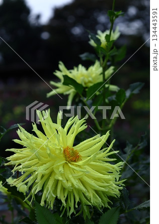 色鮮やかな大輪 134443591