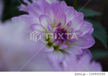 色鮮やかな大輪 134443595