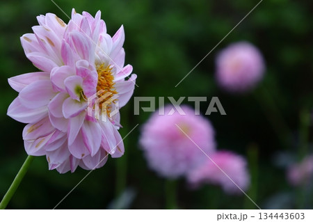 色鮮やかな大輪 134443603