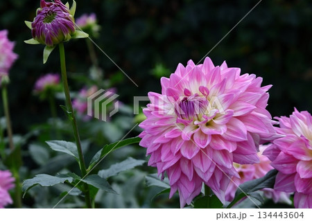 色鮮やかな大輪 134443604