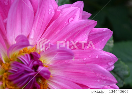 色鮮やかな大輪 134443605