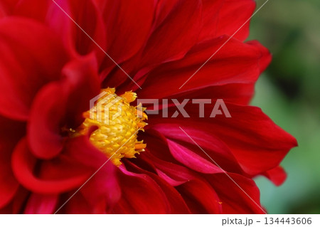 色鮮やかな大輪 色鮮やかな大輪 134443606