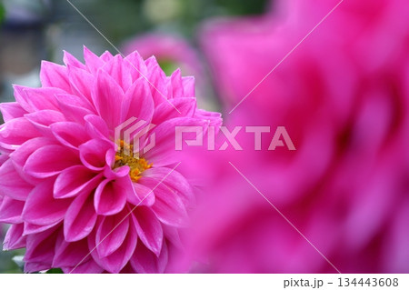 色鮮やかな大輪 134443608