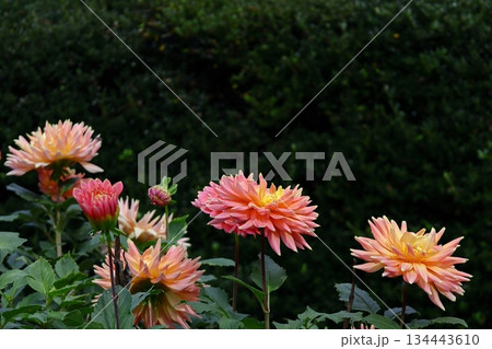 色鮮やかな大輪 134443610