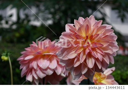 色鮮やかな大輪 134443611