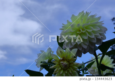 色鮮やかな大輪 134443623