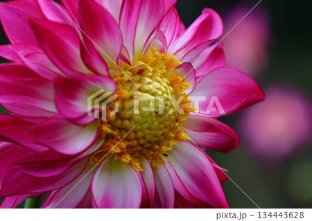 色鮮やかな大輪 134443628