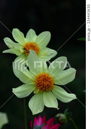 色鮮やかな大輪 134443630