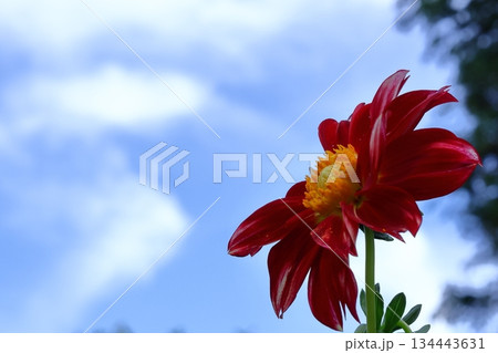 色鮮やかな大輪 134443631