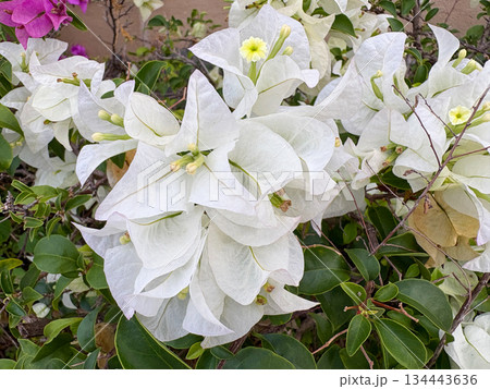 white flowers of a white lilac white flowers of a white lilac 134443636