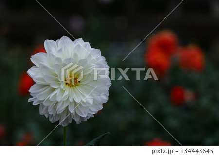 色鮮やかな大輪 色鮮やかな大輪 134443645