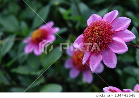 色鮮やかな大輪 134443649