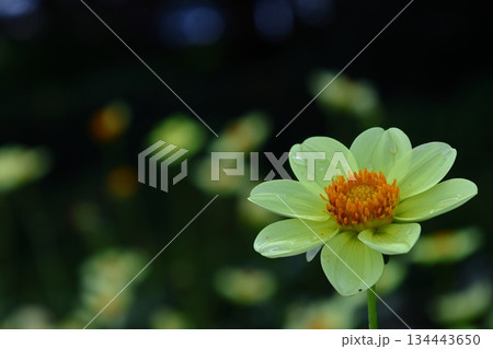 色鮮やかな大輪 134443650