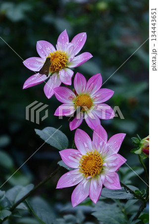 色鮮やかな大輪 134443651