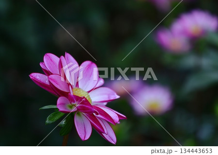 色鮮やかな大輪 134443653