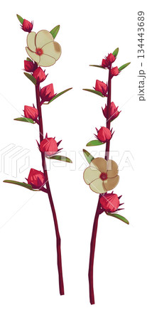 対のローゼルハイビスカス 134443689