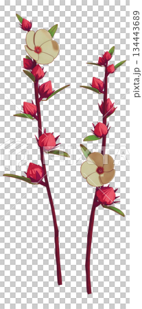 対のローゼルハイビスカス 134443689