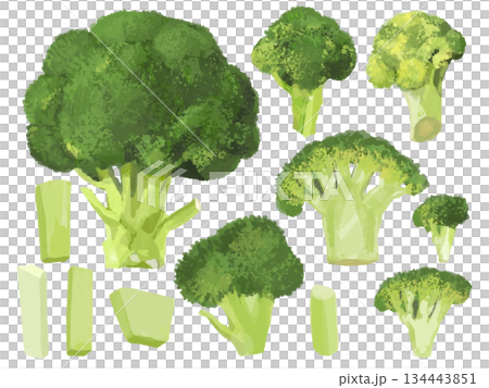 西蘭花各種切法的插圖 西蘭花各種切法的插圖 134443851