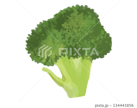 ブロッコリーの小房イラスト(大きめ) 134443856