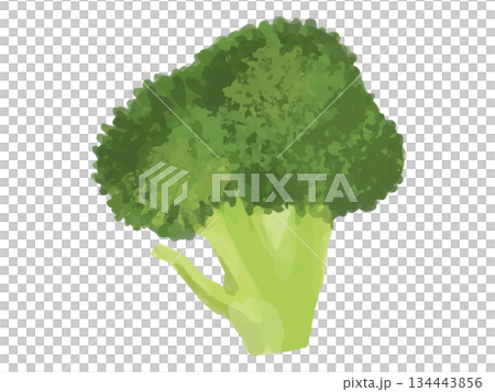 西蘭花小花插圖（大圖） 134443856