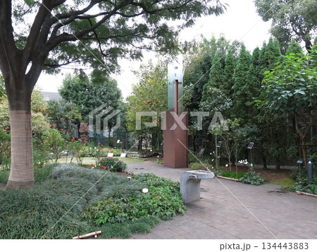 品川区のねむの木の庭(ネムノキ・バラ「プリンセスミチコ」) 品川区のねむの木の庭(ネムノキ・バラ「プリンセスミチコ」) 134443883